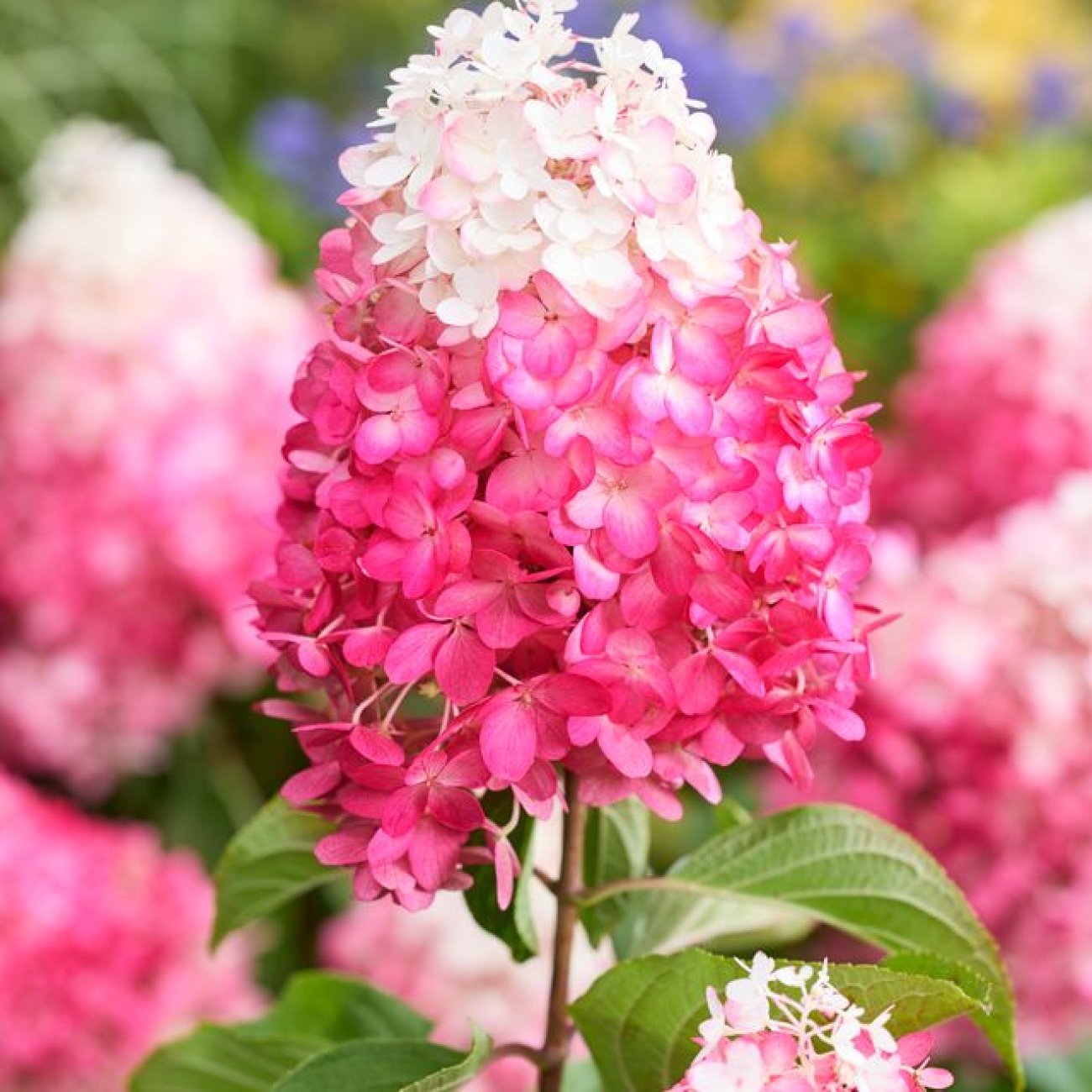 Obrázok Hortenzia metlinatá (Hydrangea paniculata) ´LIVING RED VELVET®´ by LIVING CREATIONS® - výška 20-30 cm, kont. C1,5L